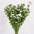 Mini Aster White 迷你翠菊 - (Per Bundle)