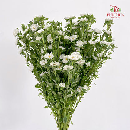 Mini Aster 迷你翠菊 White - (Per Bundle)