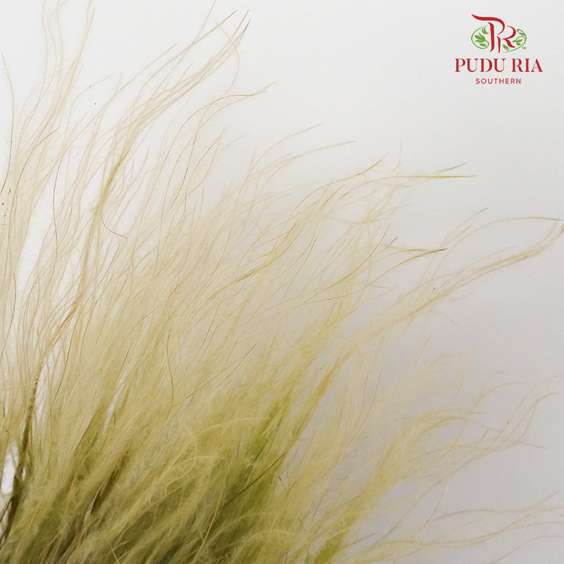 Dry Stipa Grass Lemon Green - Pudu Ria Florist Southern