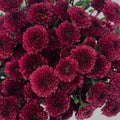 Chrysanthemum Calimero Pompom Red Improved - (10-12 Stems)