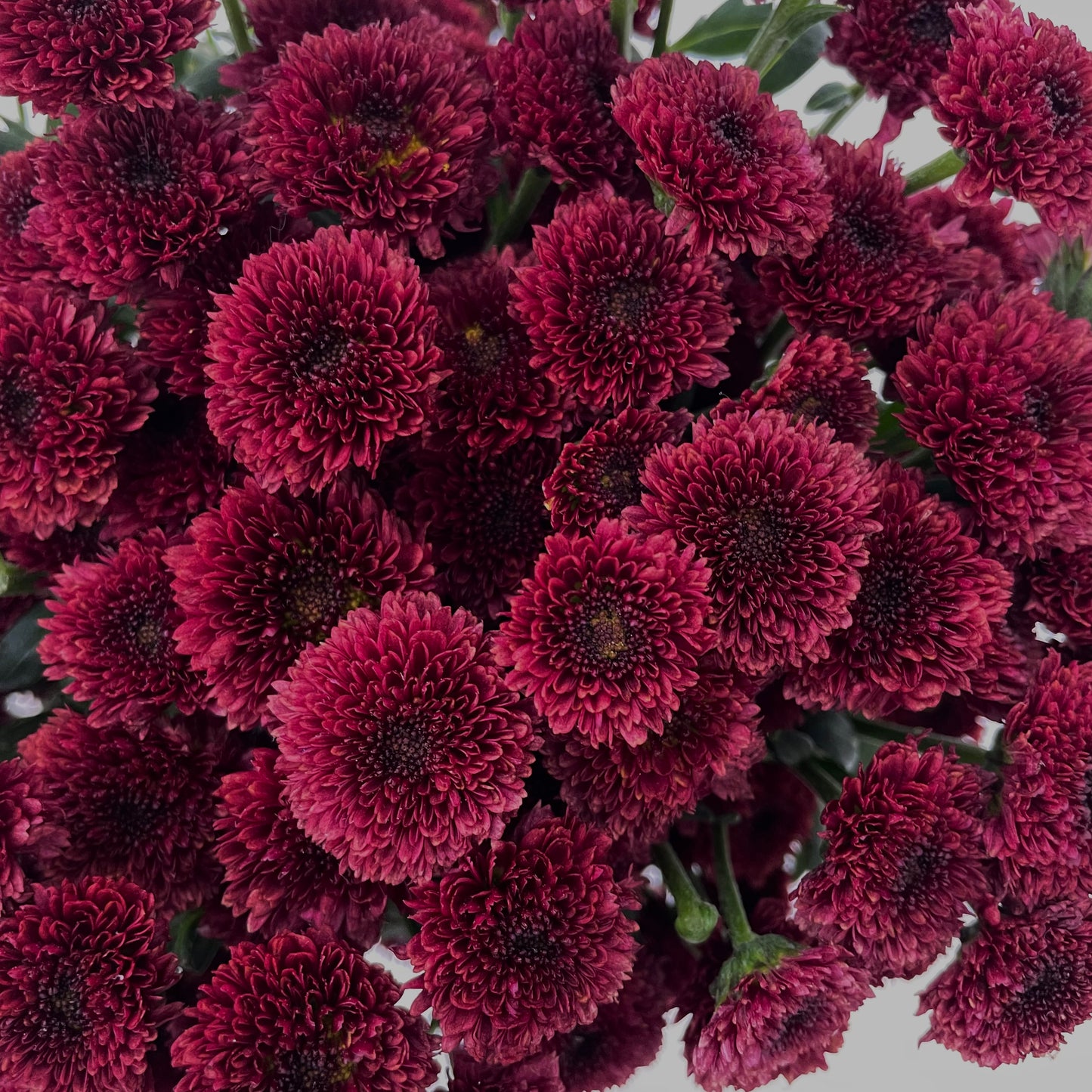 Chrysanthemum Calimero Pompom Red Improved - (10-12 Stems)