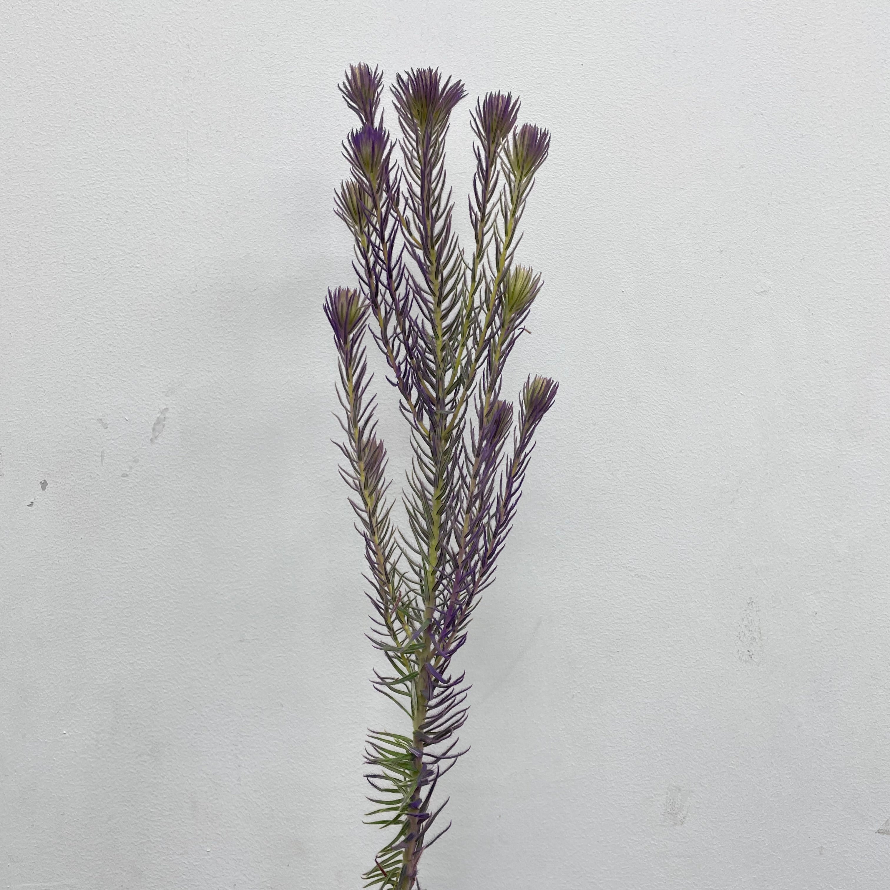 Spray Golden Goose Purple - (Per Bundle)