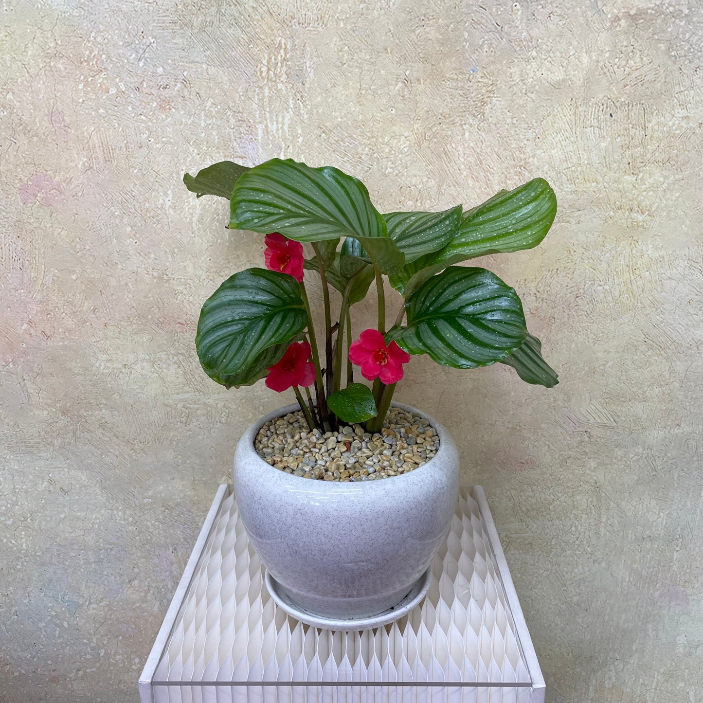 CNY Potted Plant Arrangement 2025#58