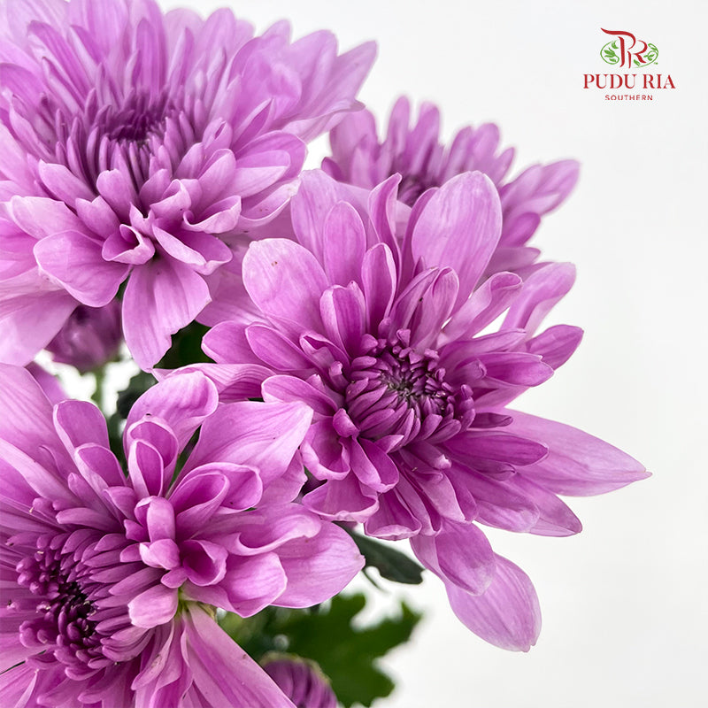 Chrysanthemum Pompom Soft Purple 1 - (10-12 Stems)