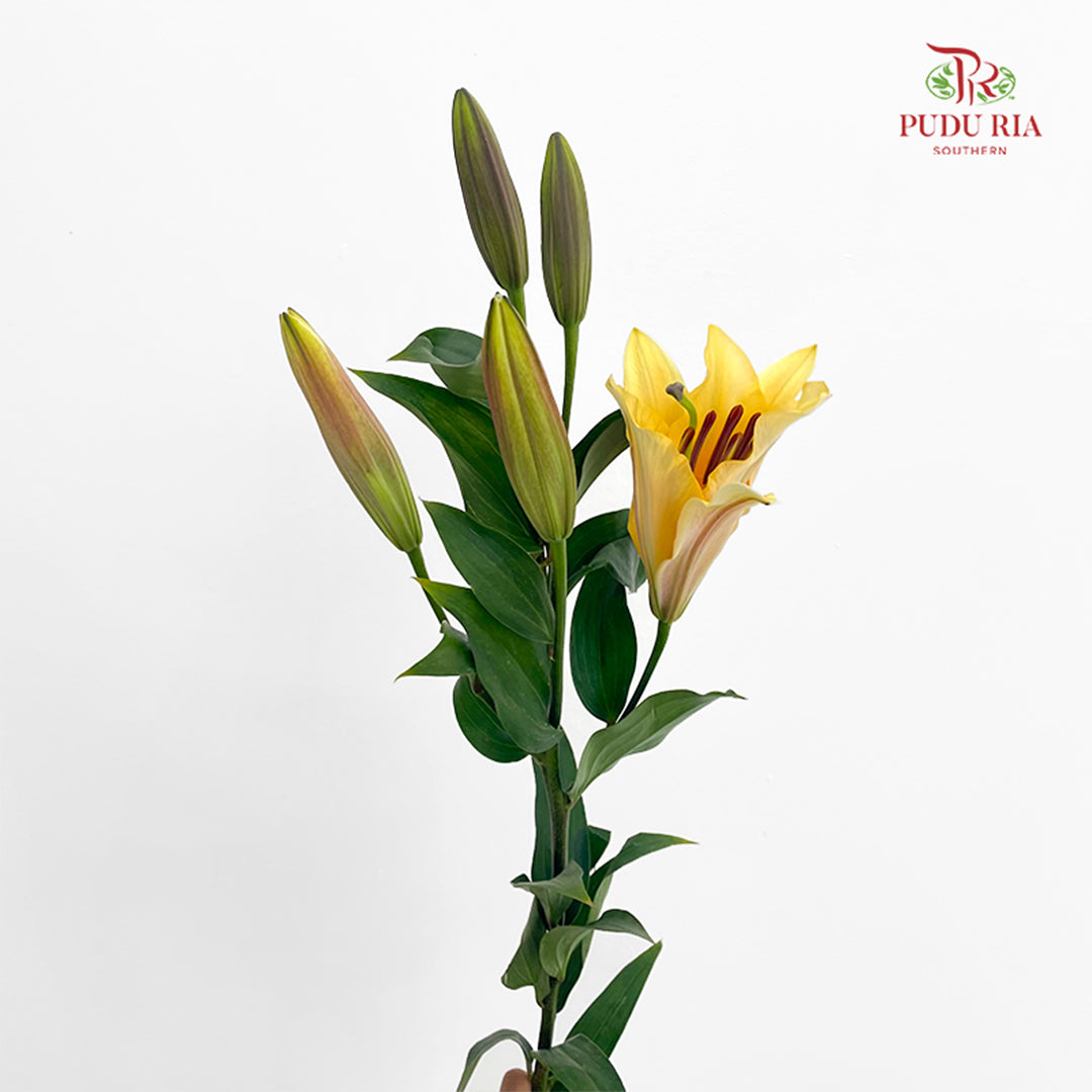 Lily Orange Sunset 百合 - (5 Stems)