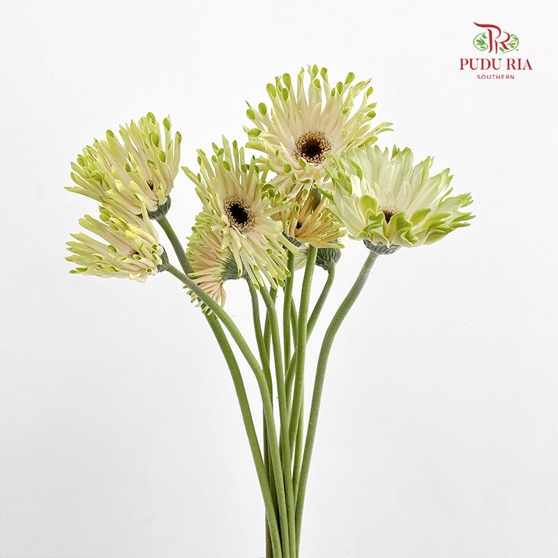 Gerbera Pastini Arona - (8-10 Stems)