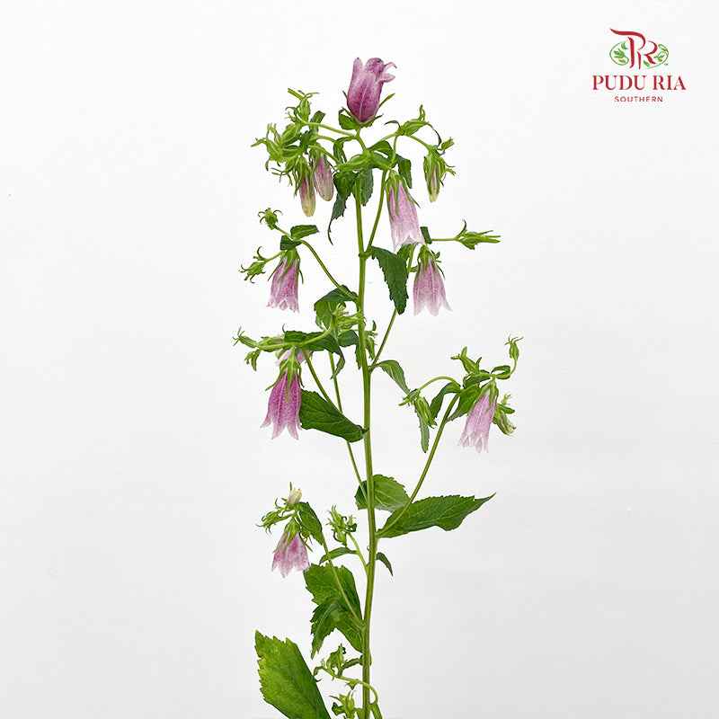 Spotted Bellflower (Campanula Punctata) 紫斑风铃草 - (Per Bundle)