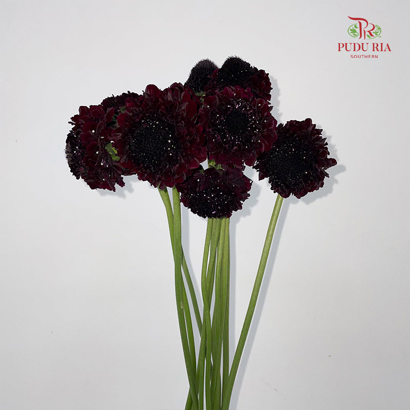 Scabiosa Purple 蓝盆花 - (Per Bundle)