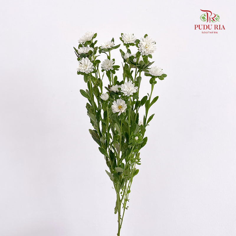 Mini Aster 迷你翠菊 White - (Per Bundle)