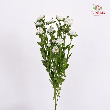 Mini Aster 迷你翠菊 White - (Per Bundle)