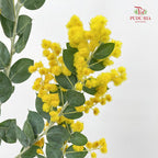 Acacia Mimosa 银叶金合欢 - (Per Bundle)