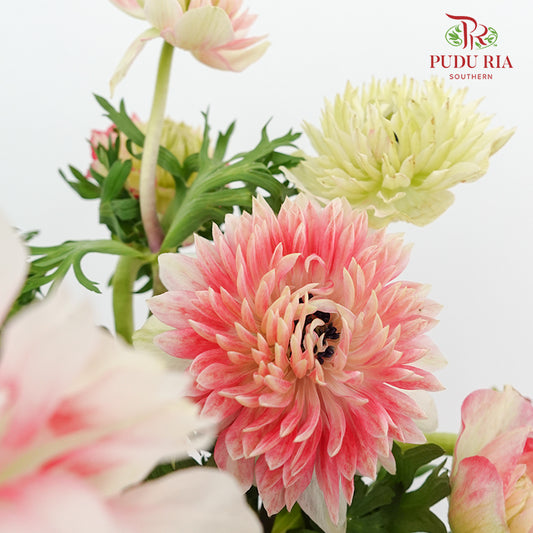 Anemone Pink 银莲花 - (Per Bundle)