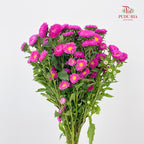Aster Pink 翠菊 - (Per Bundle)