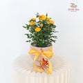 Hari Raya Arrangement - Danis Roses