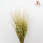 Dry Stipa Grass Lemon Green - Pudu Ria Florist Southern