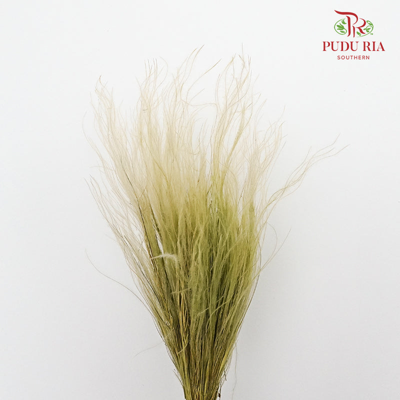Dry Stipa Grass Lemon Green - Pudu Ria Florist Southern
