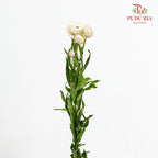 Helichrysum Bracteatum - (Per Bundle)