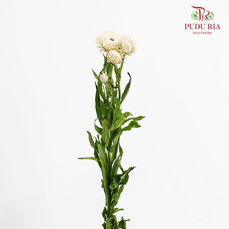 Helichrysum Bracteatum - (Per Bundle)