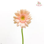 Gerbera Mini Champagne 非洲菊 - (8-10 Stems)
