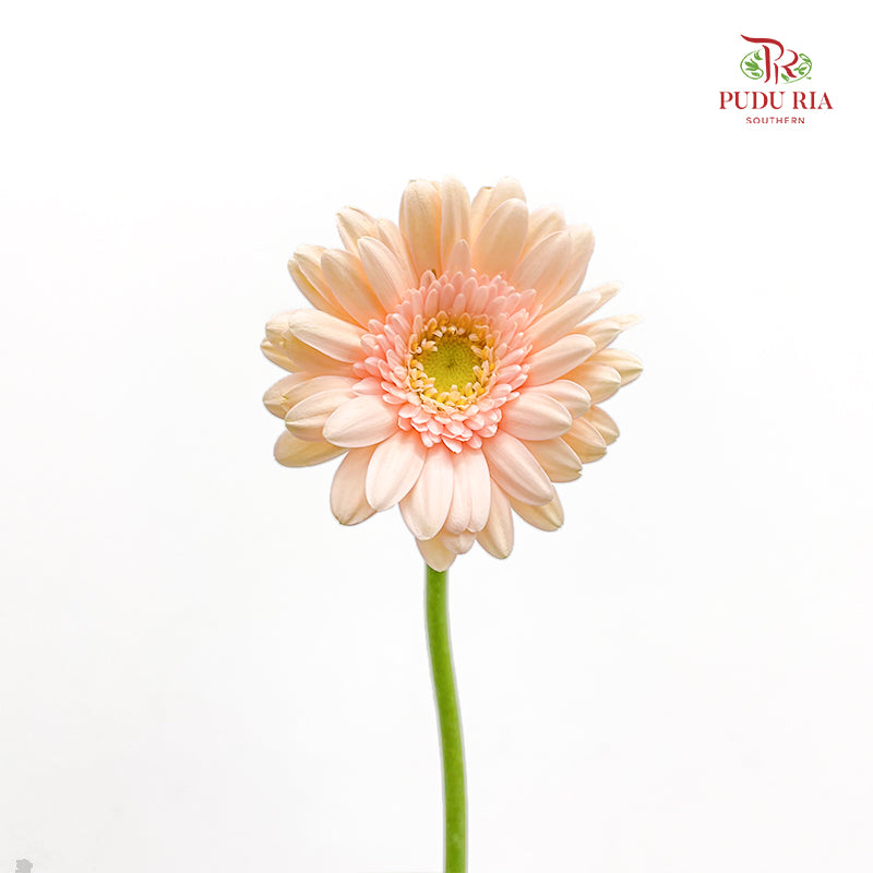 Gerbera Mini Champagne 非洲菊 - (8-10 Stems)