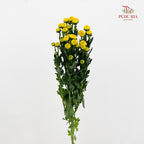 Chrysanthemum Santini / Calimero Mini Button Yellow