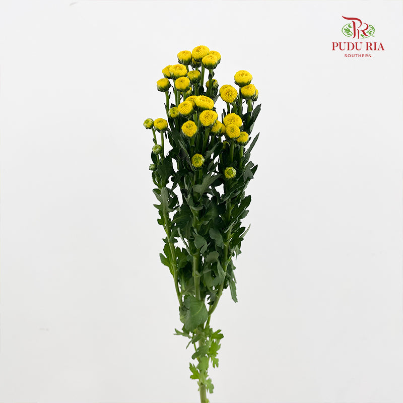 Chrysanthemum Santini / Calimero Mini Button Yellow