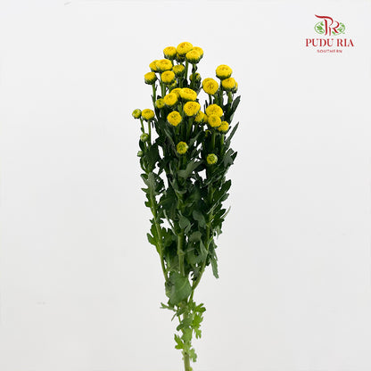 Chrysanthemum Santini / Calimero Mini Button Yellow