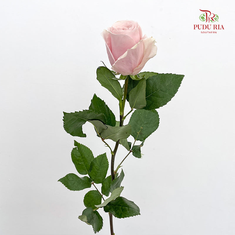 Rose Madonna - (8 - 10 Stems)