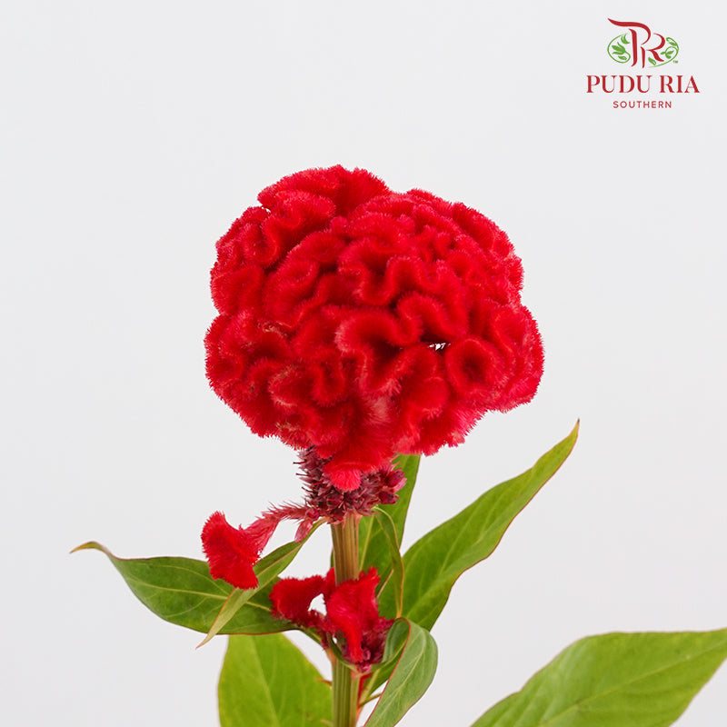 Celosia Round Red 鸡冠花 - (5 Stems)