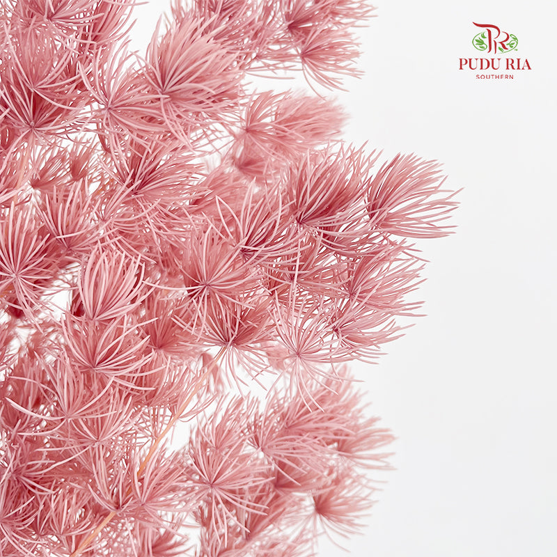 Preservative Asparagus Fern Lotus