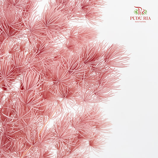 Preservative Asparagus Fern Lotus