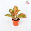 Aglaonema Orange Widuri