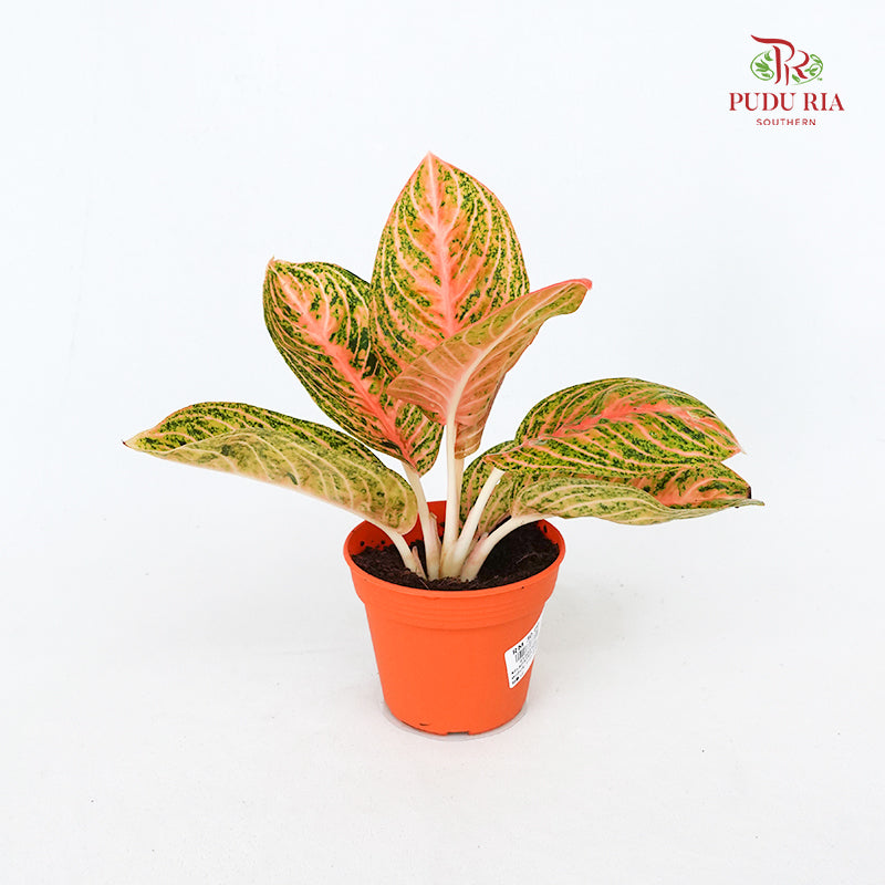 Aglaonema Orange Widuri