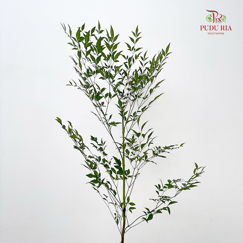 Nandina Domestic Green 南天竹 - (Per Bundle)
