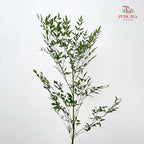 Nandina Domestic Green 南天竹 - (Per Bundle)