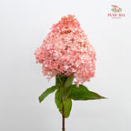 Hydrangea Dyed Champagne 绣球花 - (Per Stem)