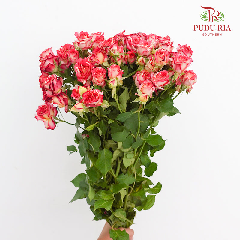 Rose Spray Neil Diamond - (8-10 Stems)