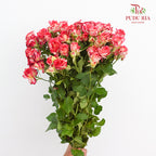 Rose Spray Neil Diamond - (8-10 Stems)