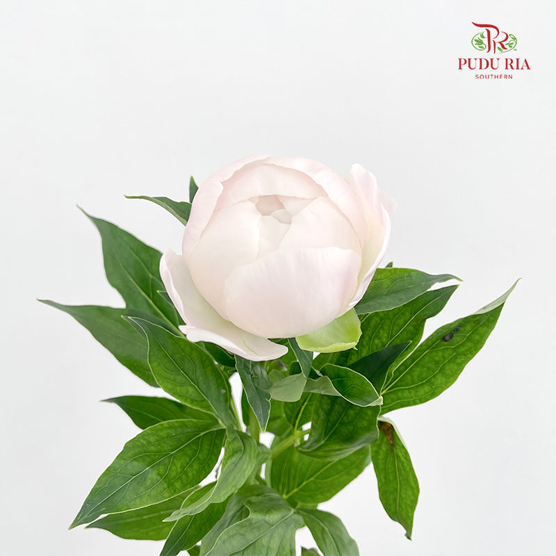 Peony Miss USA 美国小姐芍药 - (2 Stems)