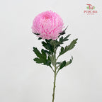 Peony Chrysanthemum Dyed Pink 牡丹菊 - (5 Stems)