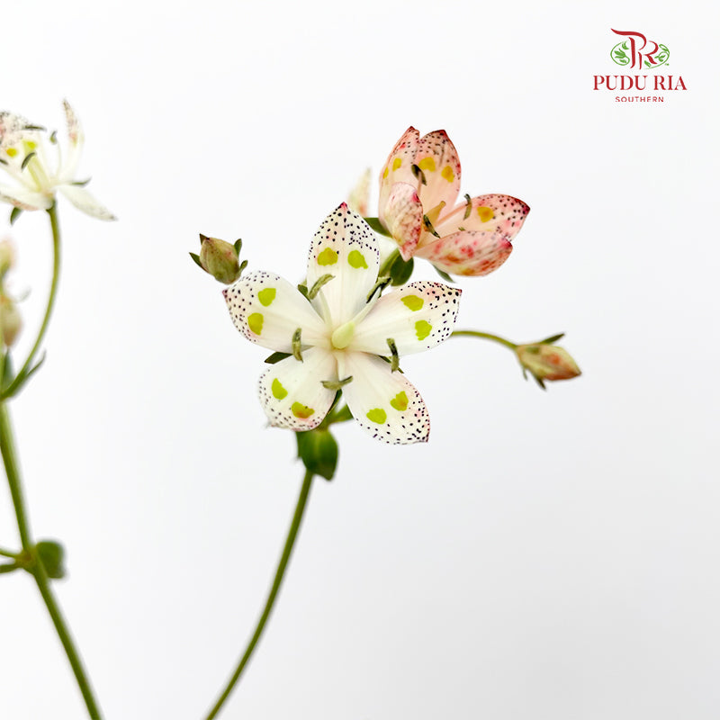 Nirvana Flower - (Per Bundle)