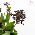 Viburnum Flower 荚蒾 - (Per Bundle)