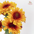 Chrysanthemum Pompom Brown / Yellow 2 - (10-12 Stems)