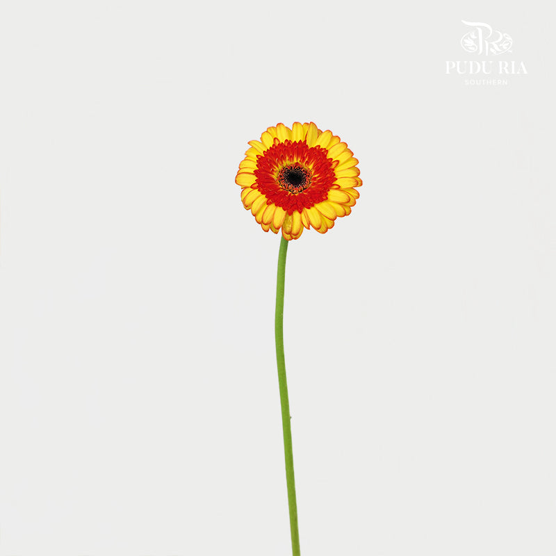 Gerbera Mini Decora - (5 Stems)