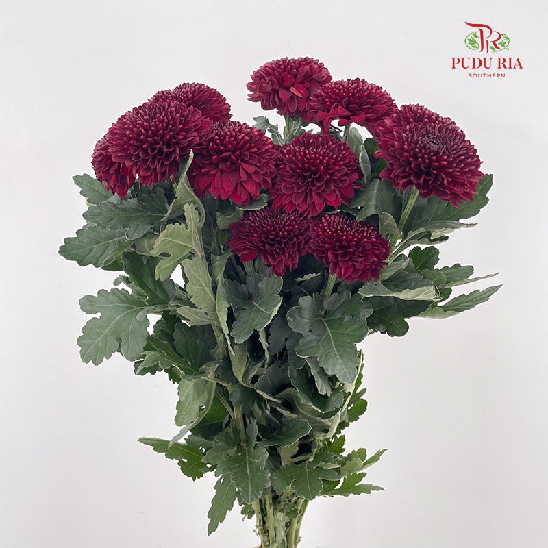 Chrysanthemum Ping Pong Dark Red - (10-12 Stems)