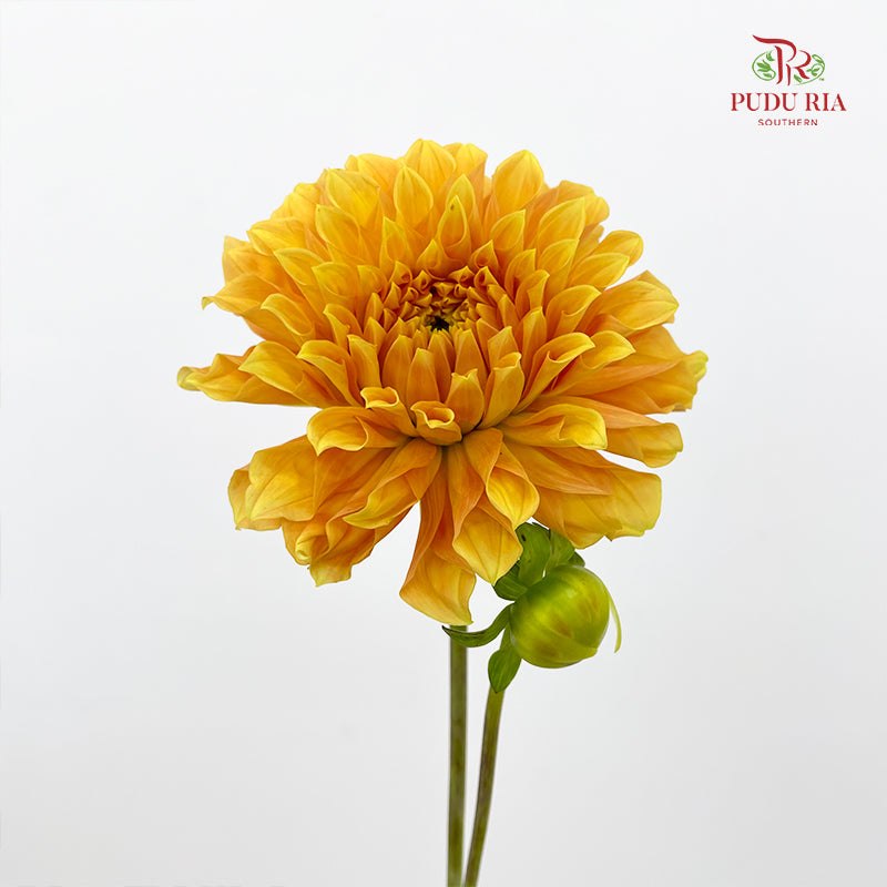 Dahlia Light Orange - (5 Stems)