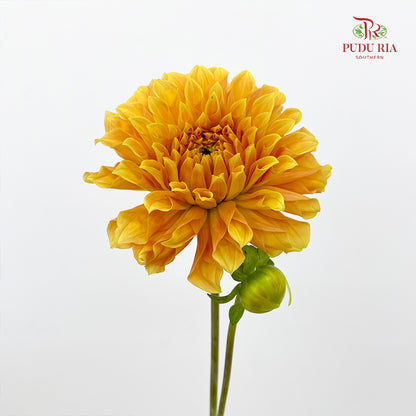Dahlia Light Orange - (5 Stems)