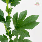 Maple Leaf/Fruit - (Per Bundle)