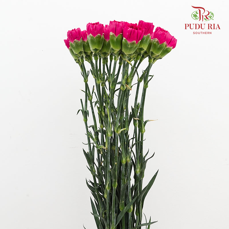 Carnation St Freud 佛洛依德康乃馨 - (18-20 Stems)