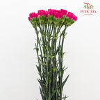 Carnation St Freud 佛洛依德康乃馨 - (18-20 Stems)